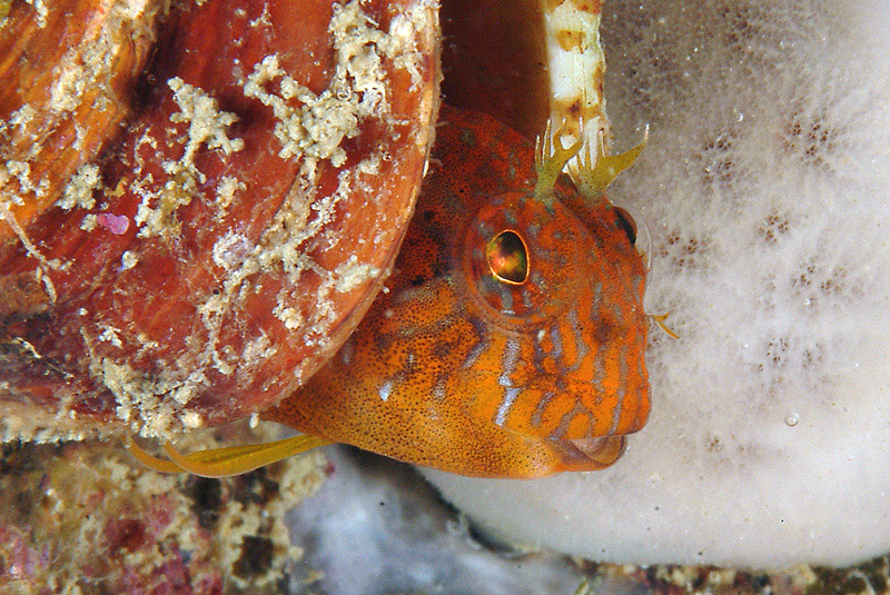Parablennius zvonimiri (dettaglio tentacoli intermedi)